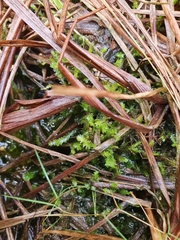 Plagiothecium denticulatum undulatum