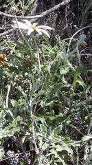 Arctotis pinnatifida