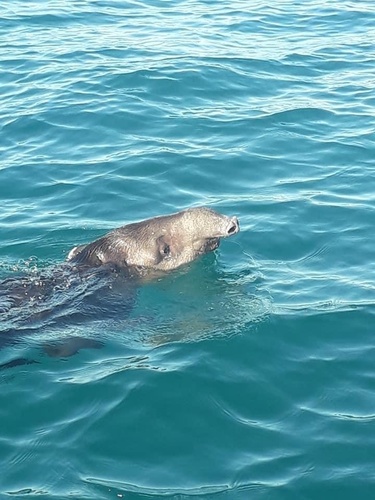 Baird's Tapir, Panama, photo 5 of 10