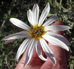 Arctotis pinnatifida