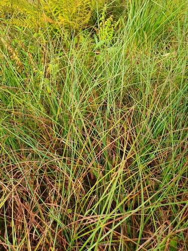 Carex rostrata iNat (3)