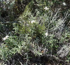 Arctotis pinnatifida