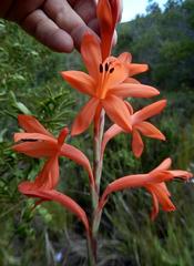 Watsonia fergusoniae