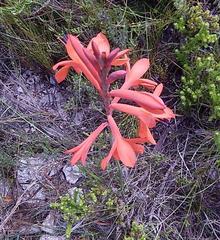 Watsonia fergusoniae