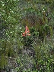 Watsonia fergusoniae