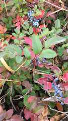 Berberis repens
