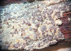 Pachnolepia pruinata