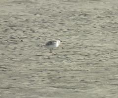 Charadrius marginatus arenaceus