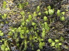 Hymenophyllum capense