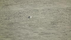 Charadrius marginatus arenaceus