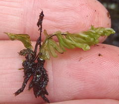 Hymenophyllum capense