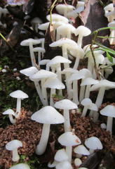 Termitomyces microcarpus image