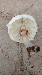 Chlorophyllum molybdites