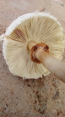 Chlorophyllum molybdites