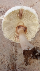 Chlorophyllum molybdites