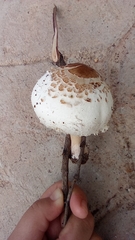 Chlorophyllum molybdites