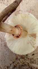 Chlorophyllum molybdites