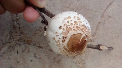 Chlorophyllum molybdites