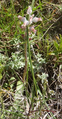 Lachenalia judithiae