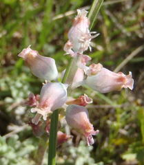 Lachenalia judithiae