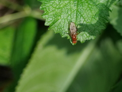 Dryomyzidae