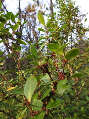 Maytenus magellanica