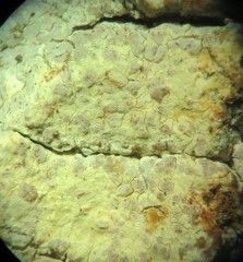 Pachnolepia pruinata