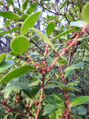 Maytenus magellanica