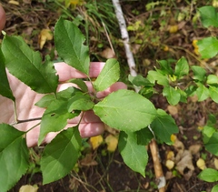 Malus