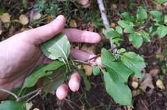 Malus