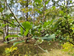 Malus