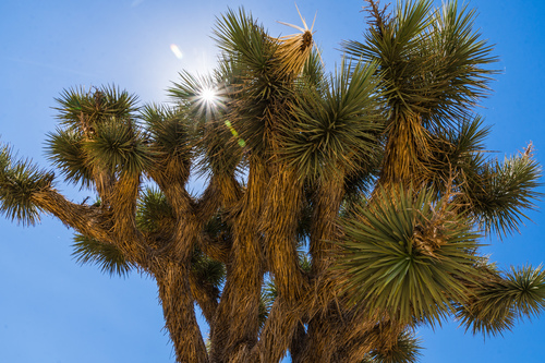 Western Joshua Tree