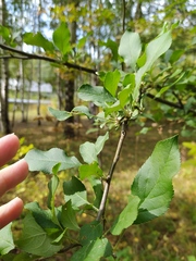 Malus