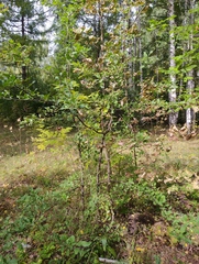 Malus