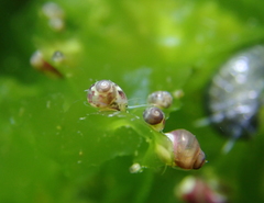 Eulithidium