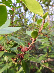 Maytenus magellanica