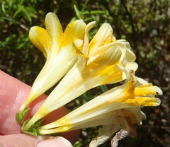 Freesia fergusoniae