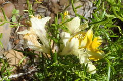 Freesia fergusoniae