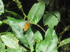 Eresia