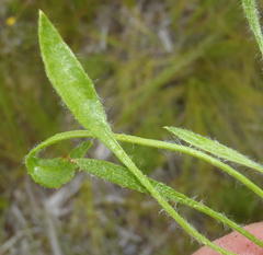 Centella longifolia