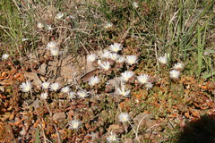 Mesembryanthemum paulum