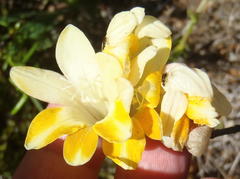 Freesia fergusoniae