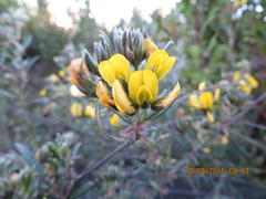 Rhynchosia chrysoscias