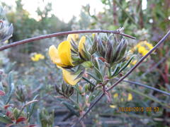 Rhynchosia chrysoscias