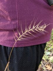 Elymus hystrix bigelovianus