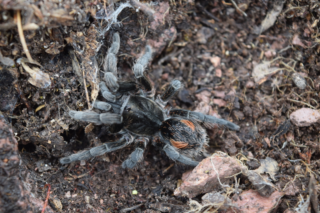 Bistriopelma matuskai
