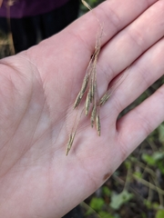 Elymus hystrix bigelovianus