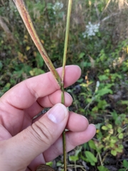 Elymus hystrix bigelovianus