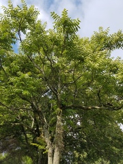 Juglans neotropica