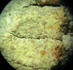 Pachnolepia pruinata